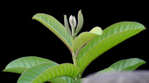 Guava leaves